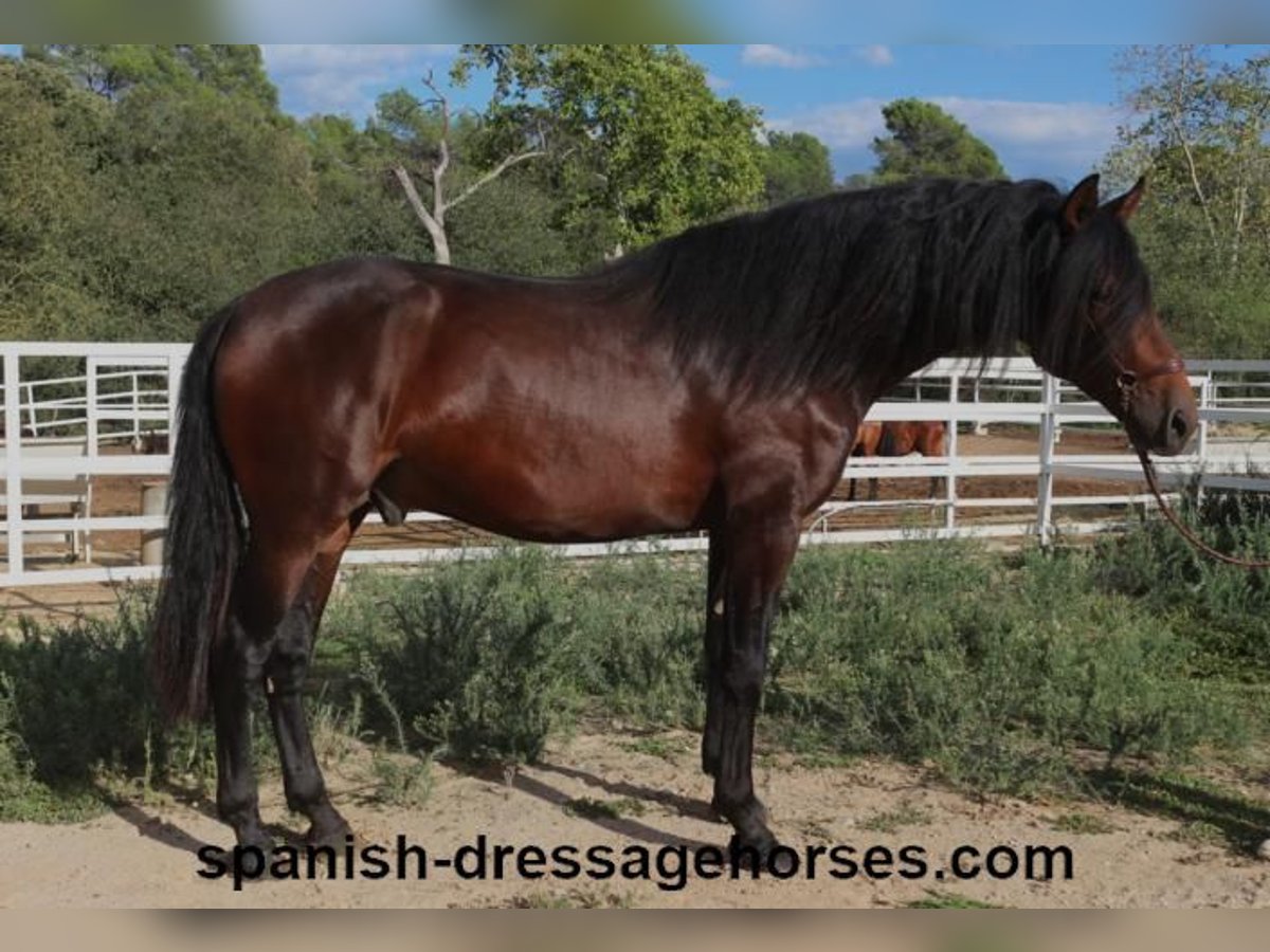 PRE Blandning Hingst 3 år 168 cm Mörkbrun in Barcelona