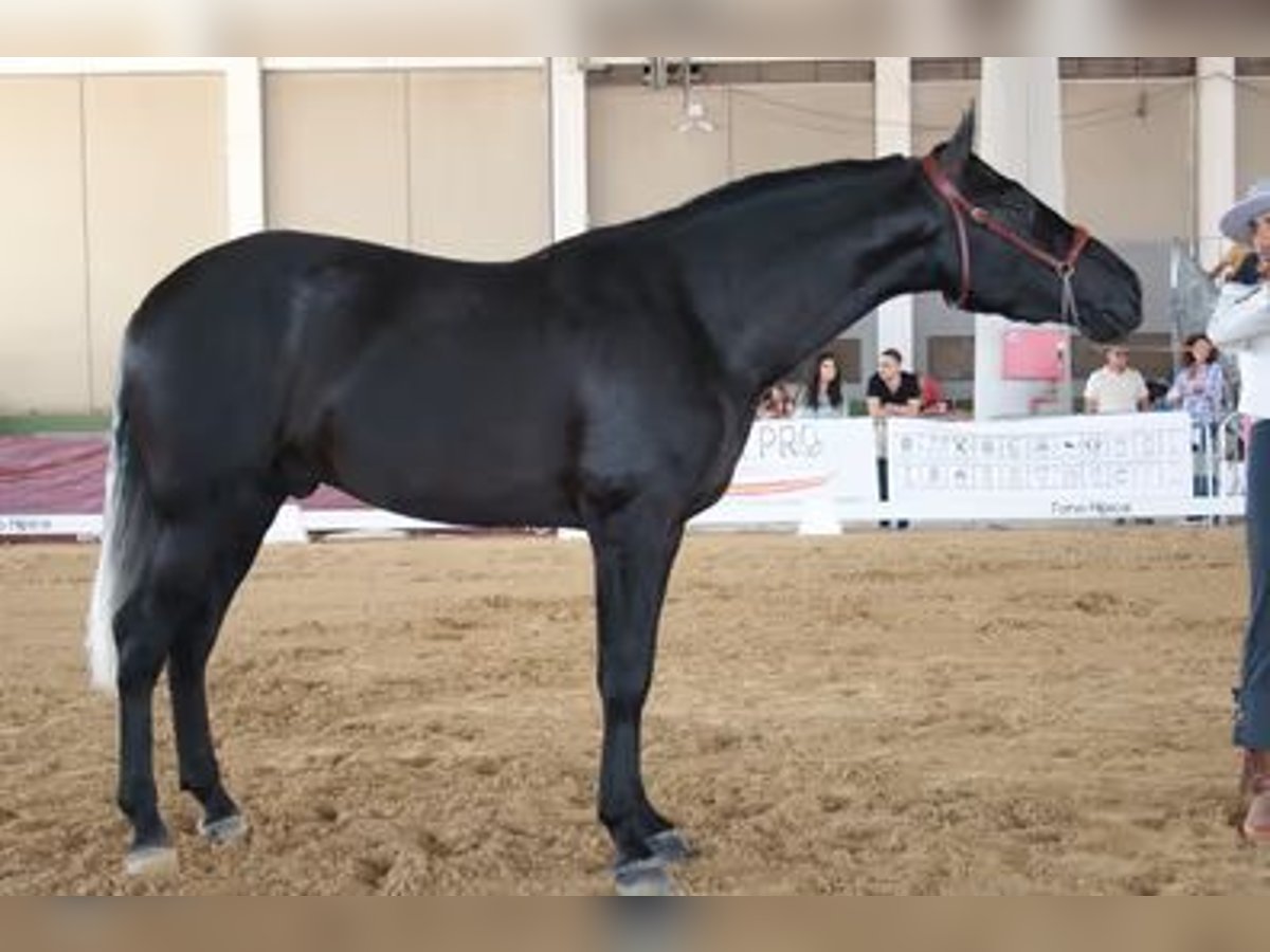 PRE Hingst 3 år 172 cm Grå-mörk-brun in Baeza