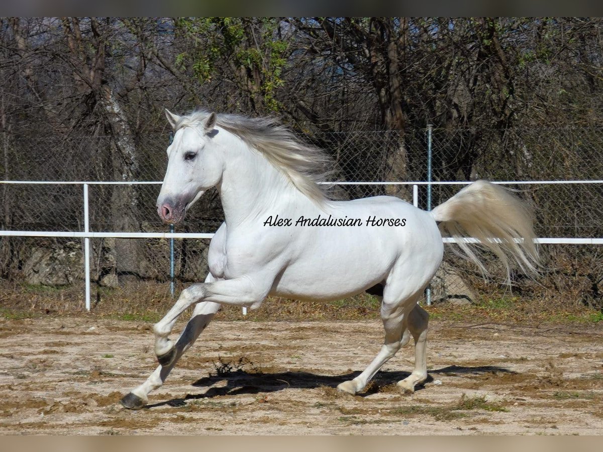 PRE Blandning Hingst 4 år 158 cm Vit in Sevilla