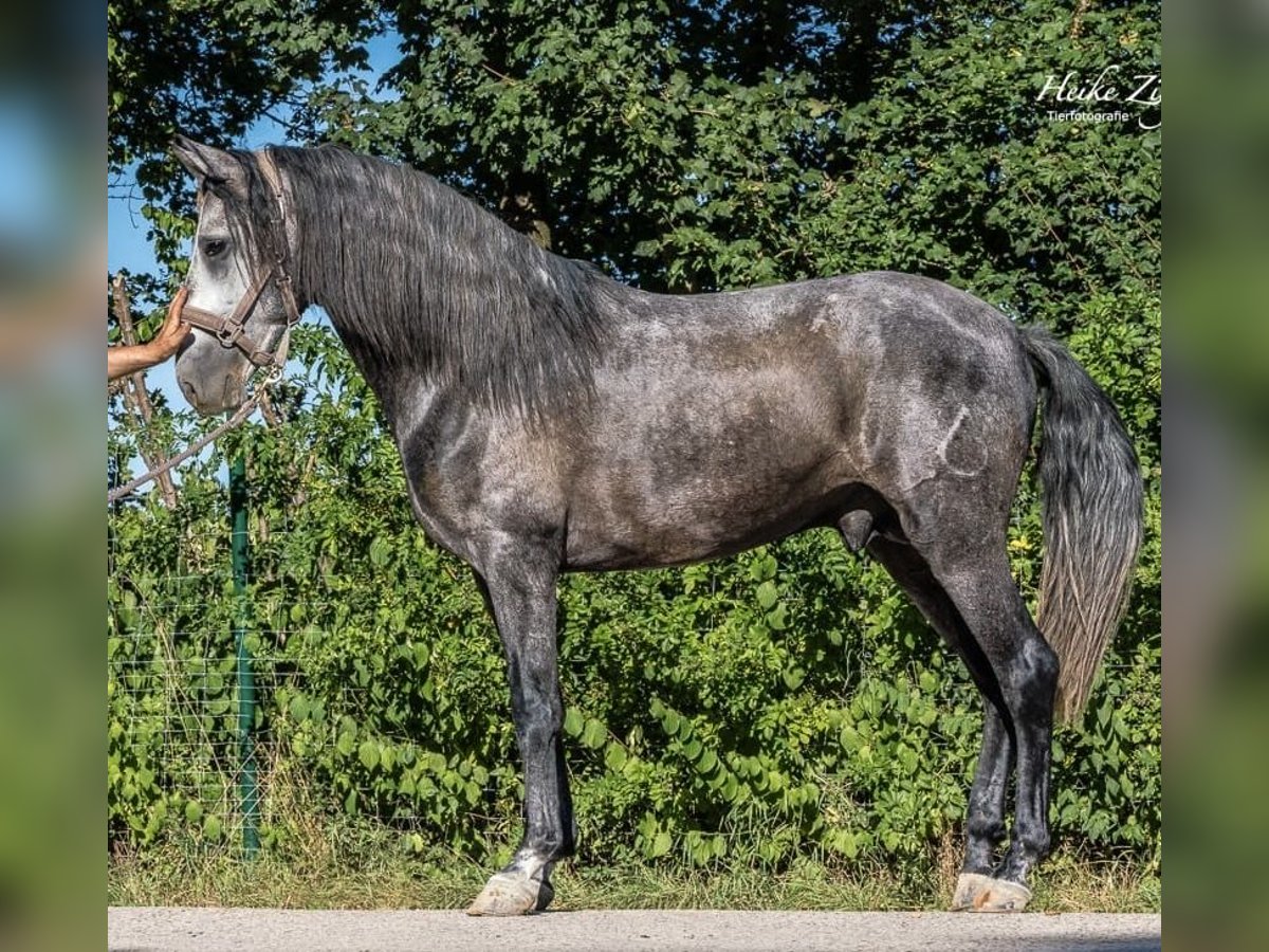 PRE Blandning Hingst 4 år 160 cm Grå-mörk-brun in Filderstadt