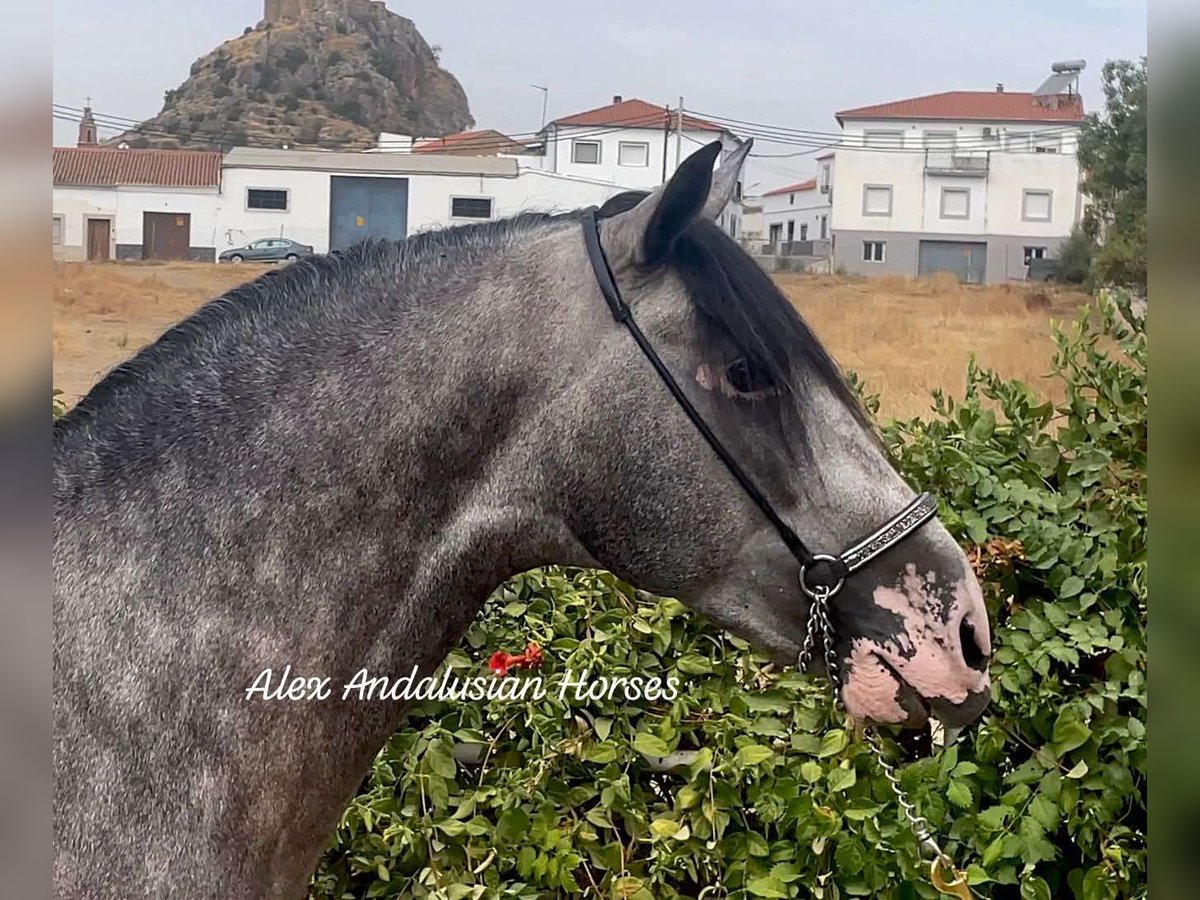 PRE Blandning Hingst 4 år 160 cm Gråskimmel in Sevilla