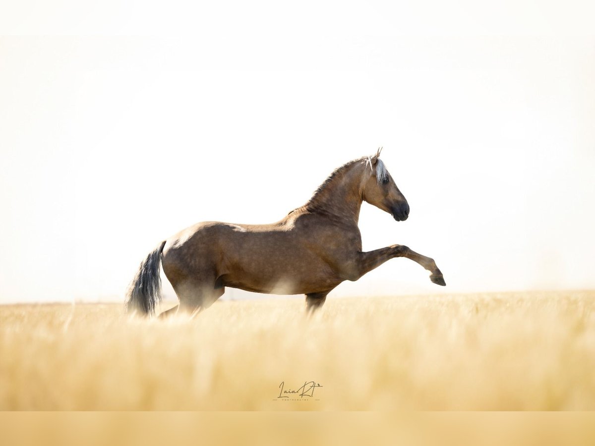 PRE Blandning Hingst 4 år 160 cm Palomino in Hamburg