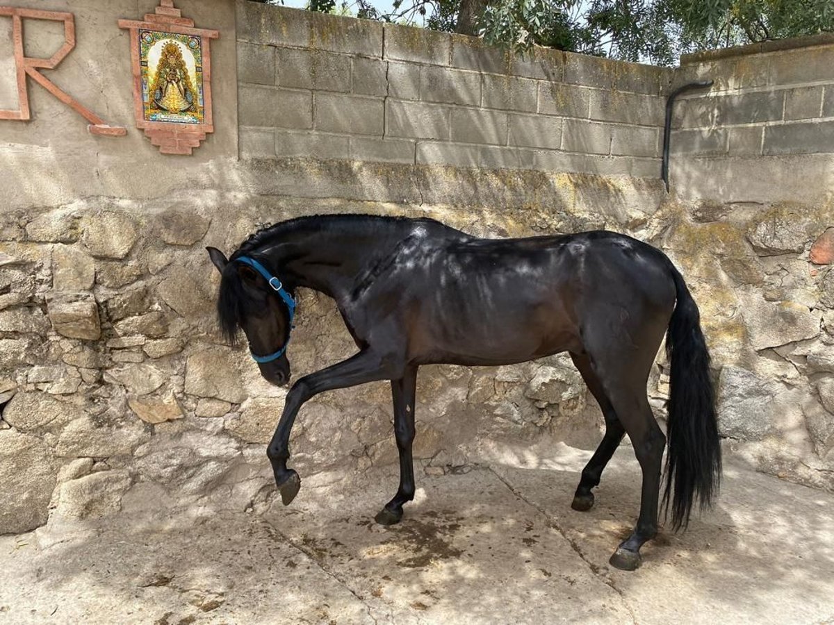 PRE Hingst 4 år 161 cm Svart in Mitterndorf an der Fischa