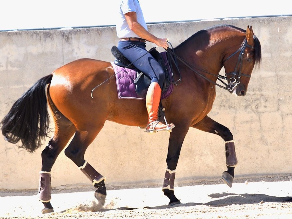 PRE Blandning Hingst 4 år 162 cm Brun in NAVAS DEL MADRONO