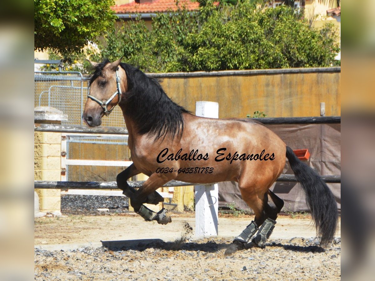 PRE Hingst 4 år 162 cm Gulbrun in Vejer de l Frontera