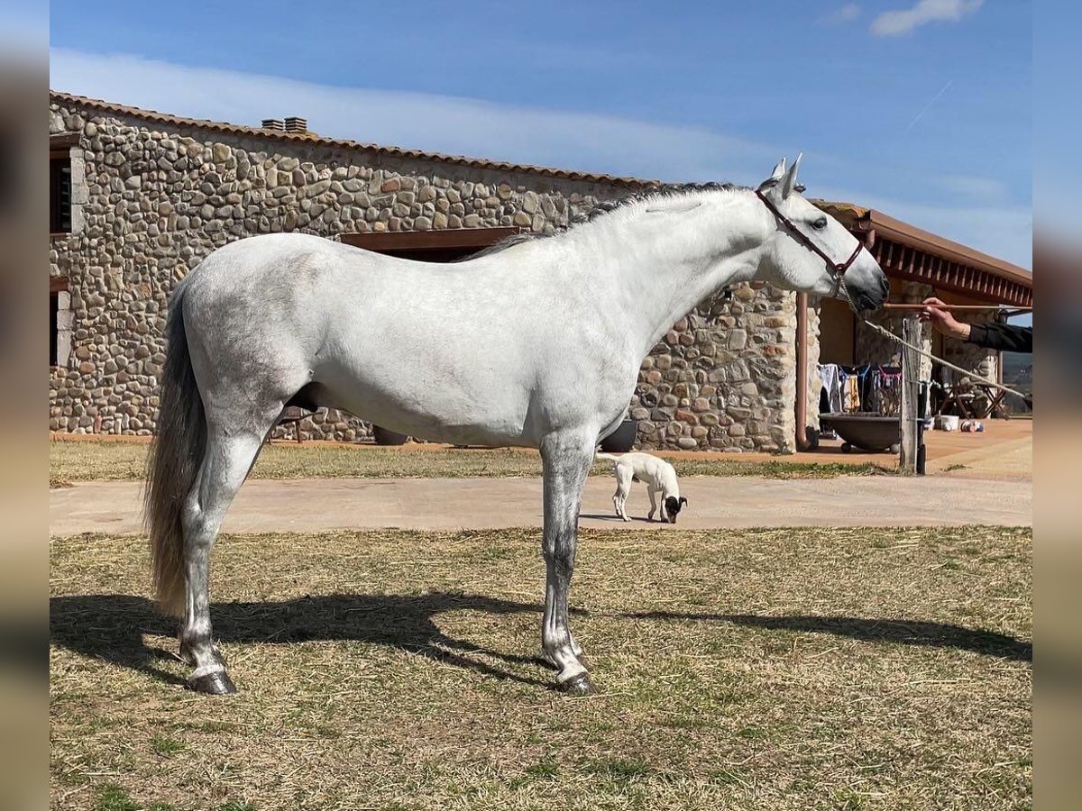 PRE Blandning Hingst 4 år 163 cm Grå in Hamburg