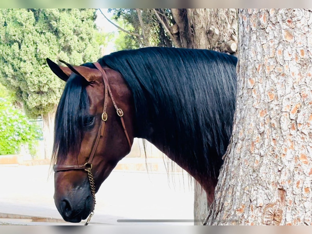 PRE Blandning Hingst 4 år 164 cm Brun in Valencia