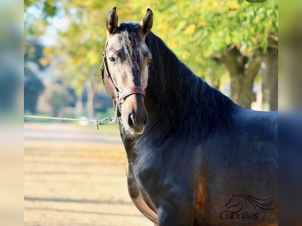 PRE Hingst 4 år 164 cm Grå in Merida