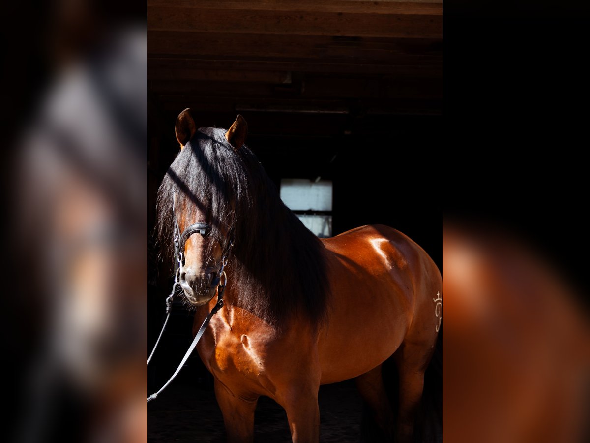 PRE Blandning Hingst 4 år 165 cm Brun in Aeugst