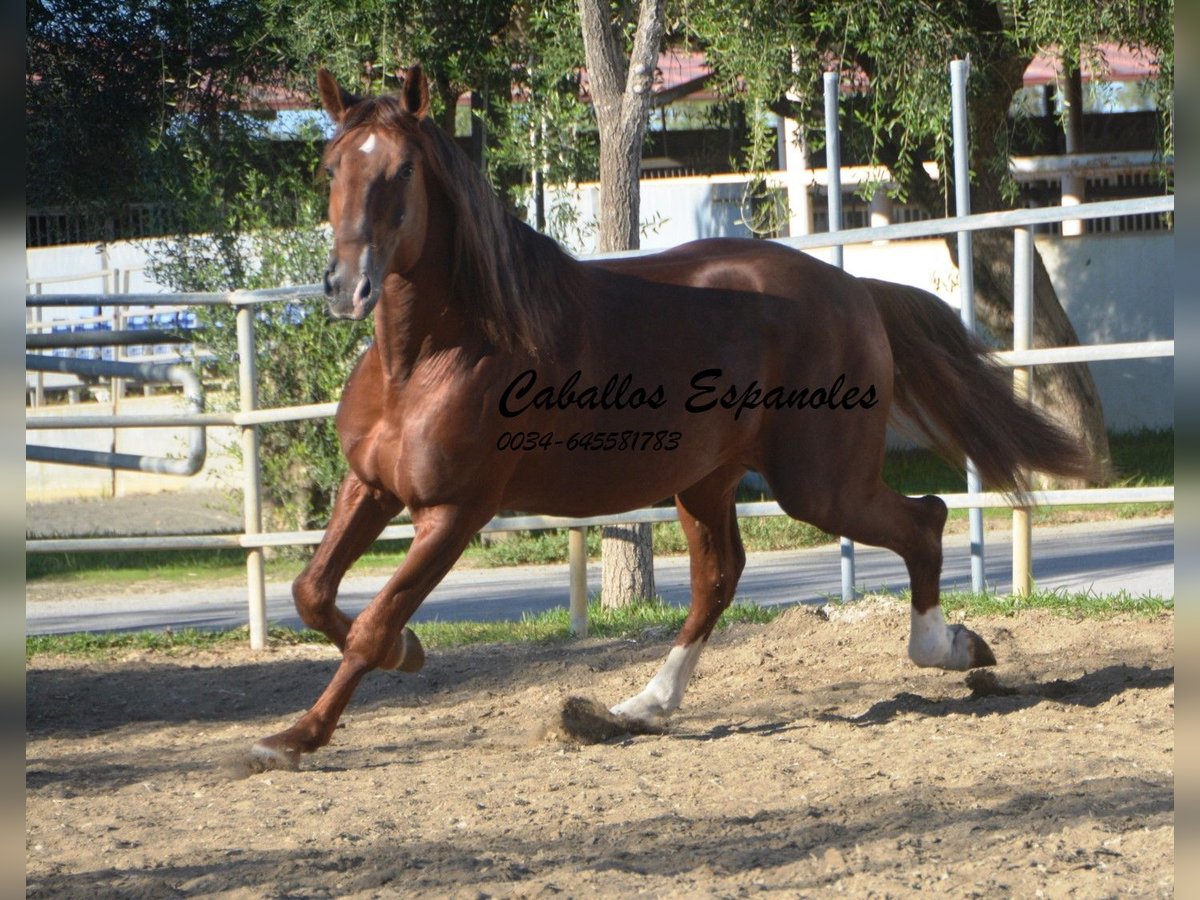 PRE Hingst 4 år 166 cm fux in Vejer de la Frontera