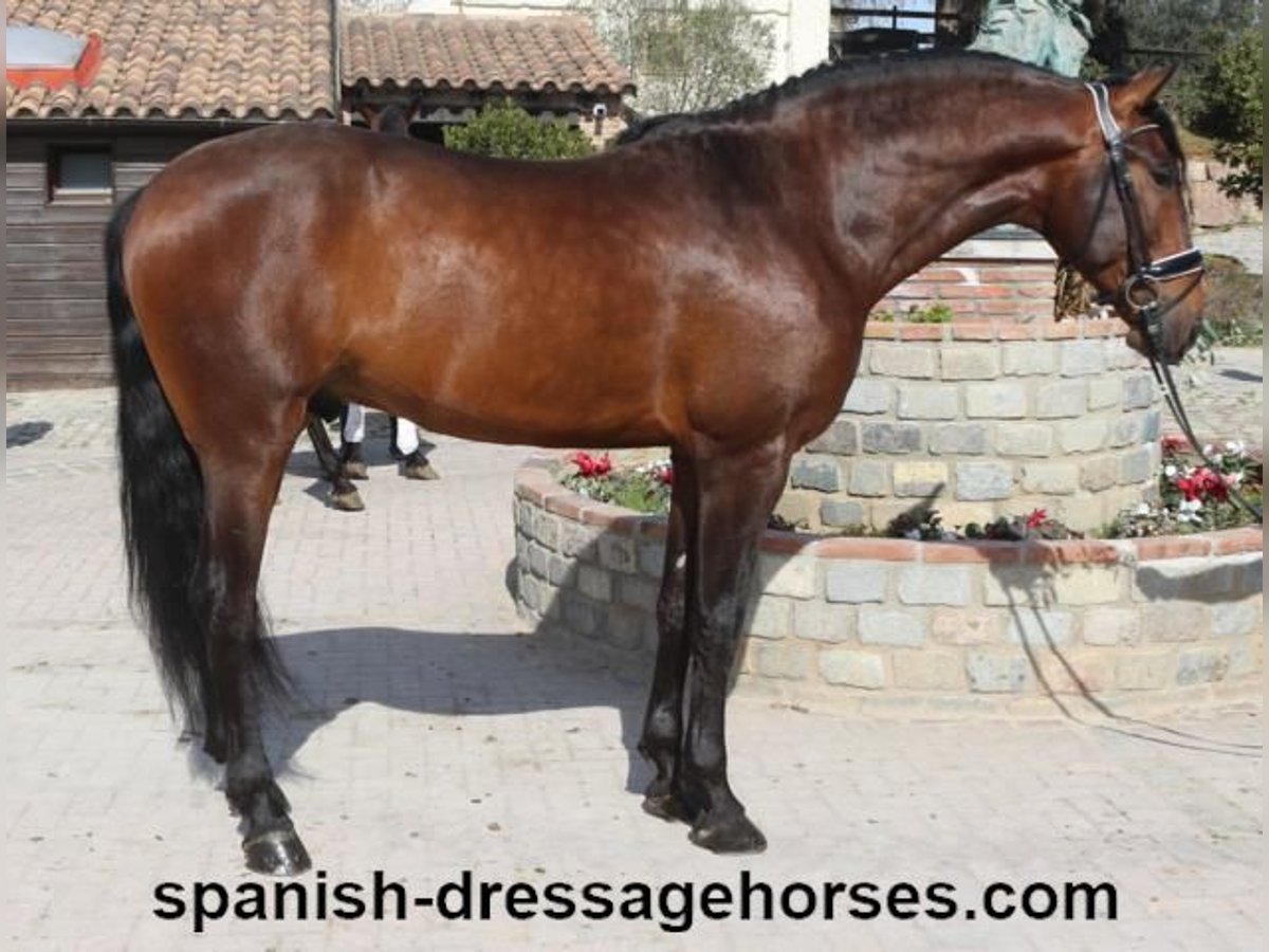 PRE Blandning Hingst 4 år 168 cm Brun in Barcelona