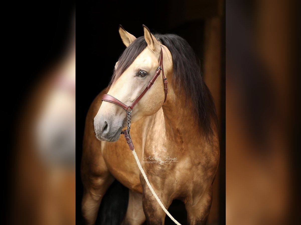 PRE Hingst 4 år 169 cm Black in Sigmarszell