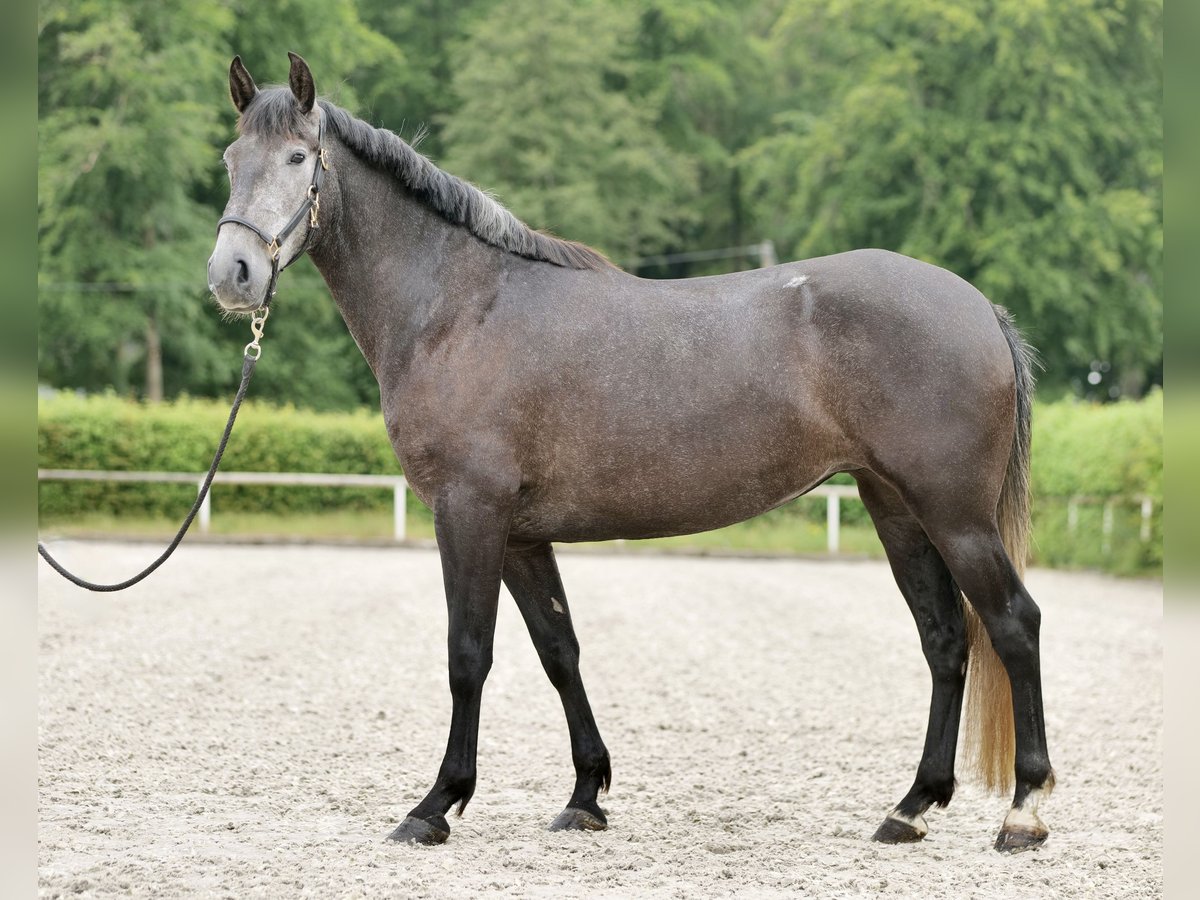 PRE Blandning Hingst 5 år 158 cm Grå-blå-brun in Neustadt (Wied)