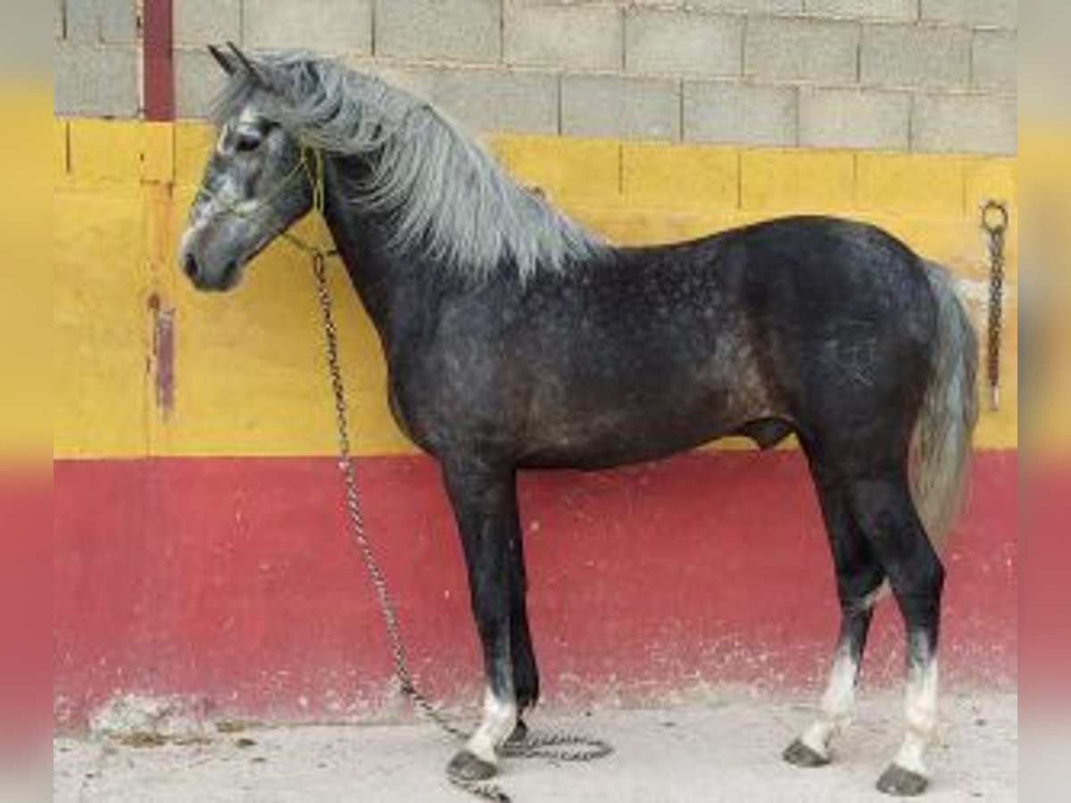 PRE Blandning Hingst 5 år 160 cm Grå in MADRID