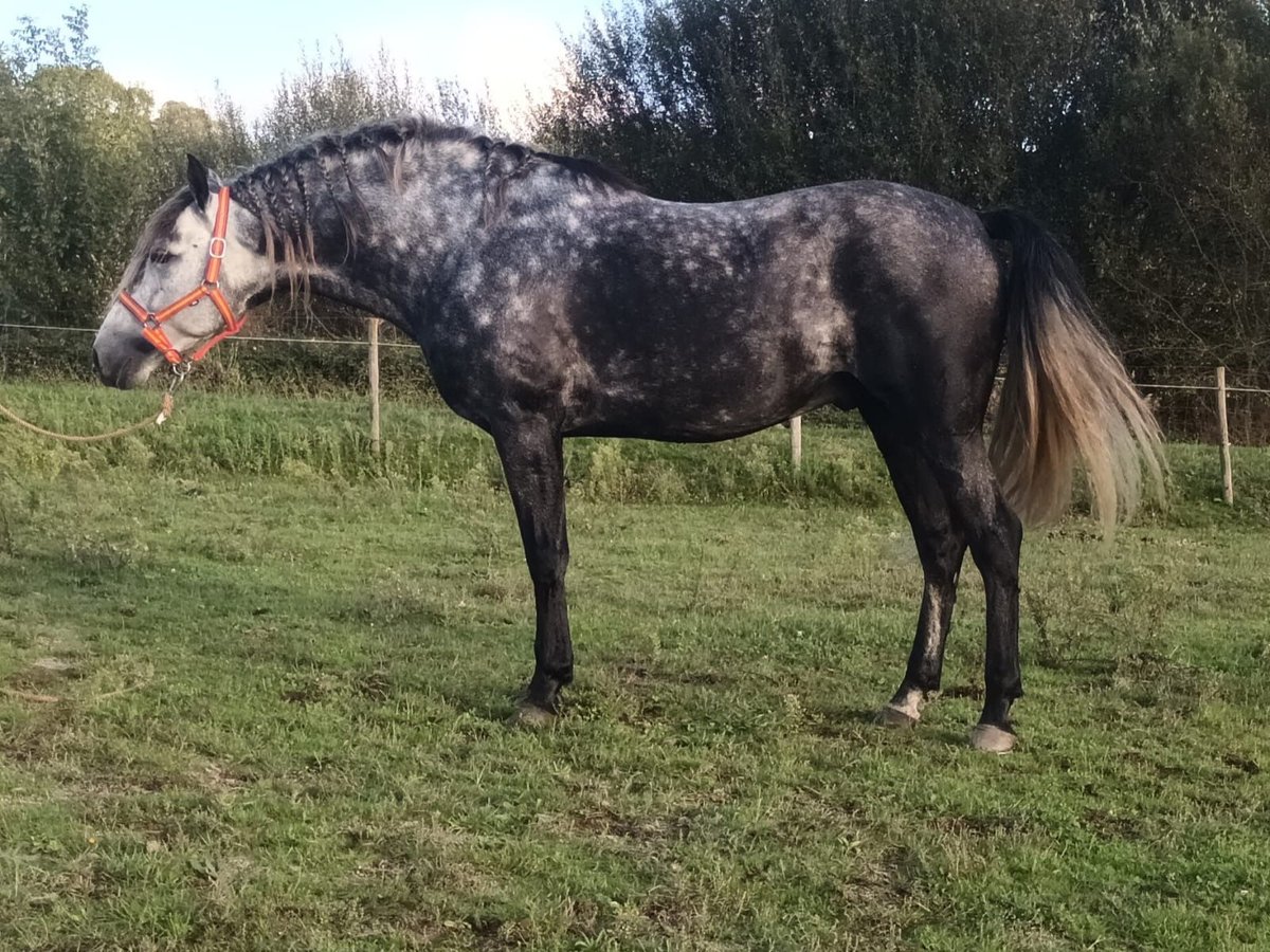 PRE Blandning Hingst 5 år 161 cm Gråskimmel in Martfeld