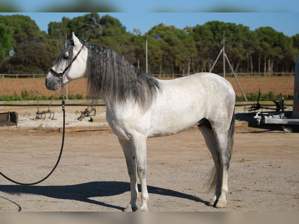 PRE Blandning Hingst 5 år 162 cm Grå in Hamburg