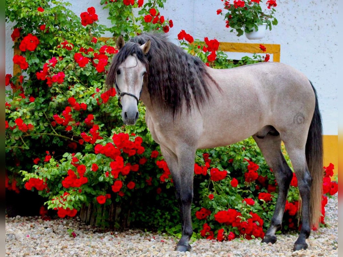 PRE Hingst 5 år 164 cm Grå-röd-brun in Polenz