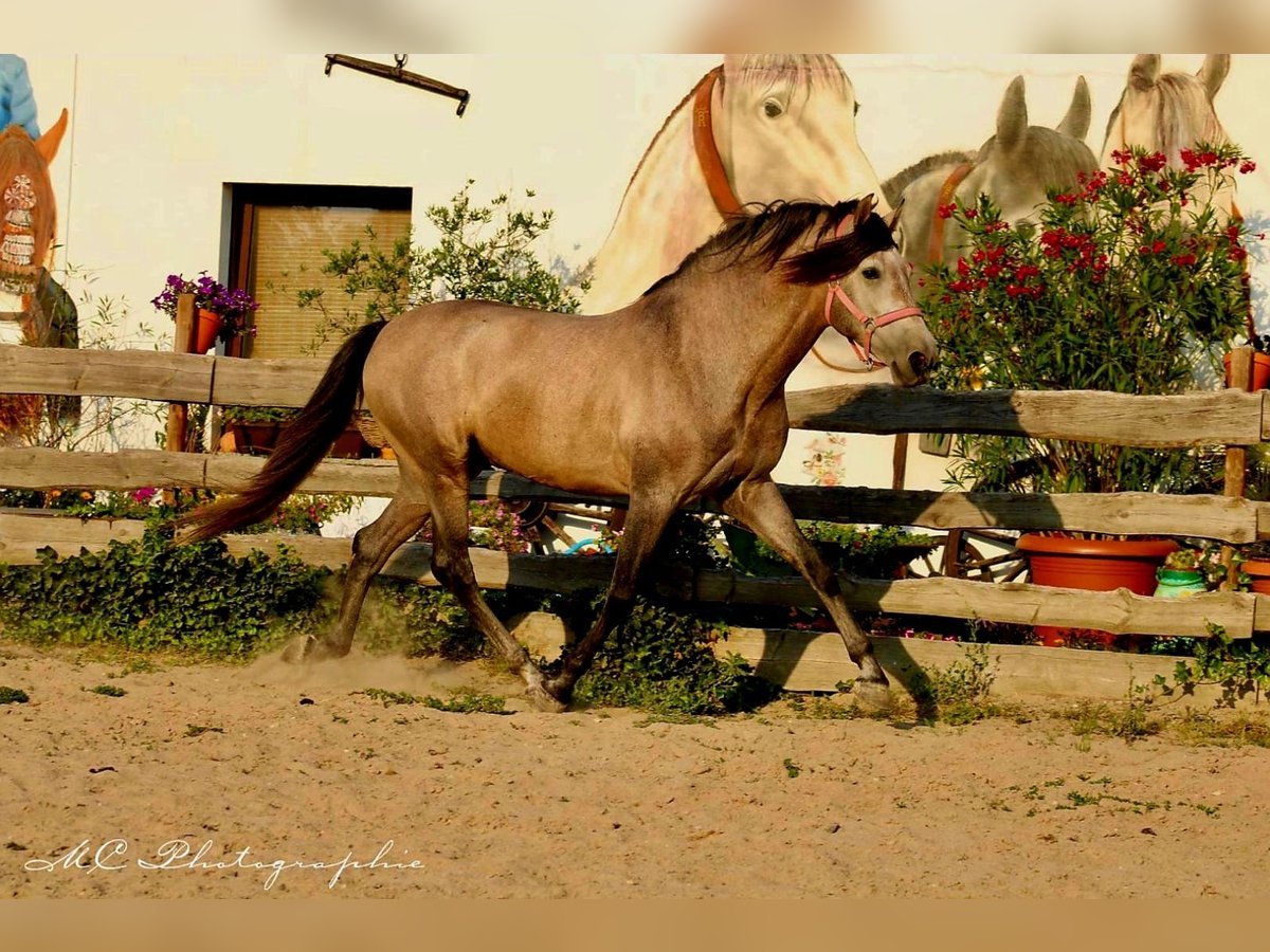 PRE Hingst 5 år 164 cm Grå-röd-brun in Polenz