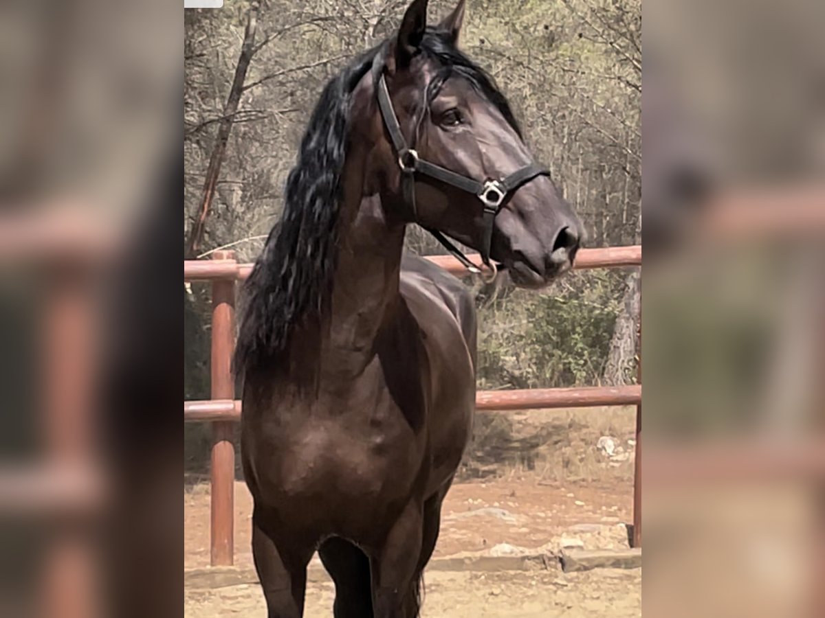 PRE Blandning Hingst 5 år 164 cm Svart in El Catllar