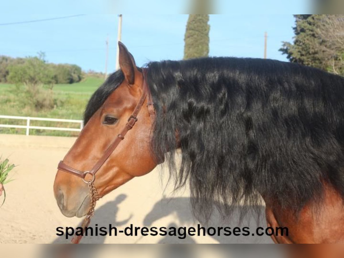 PRE Blandning Hingst 5 år 165 cm Brun in Barcelona