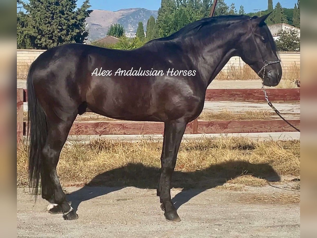 PRE Blandning Hingst 5 år 168 cm Svart in Sevilla