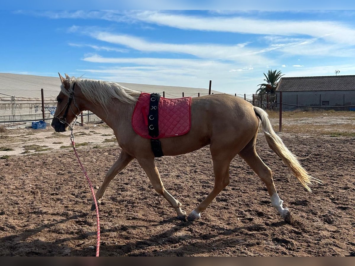 PRE Hingst 5 år 170 cm Perlino in Torre Pacheco