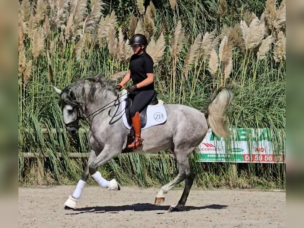 PRE Blandning Hingst 5 år 171 cm Grå in Halsou