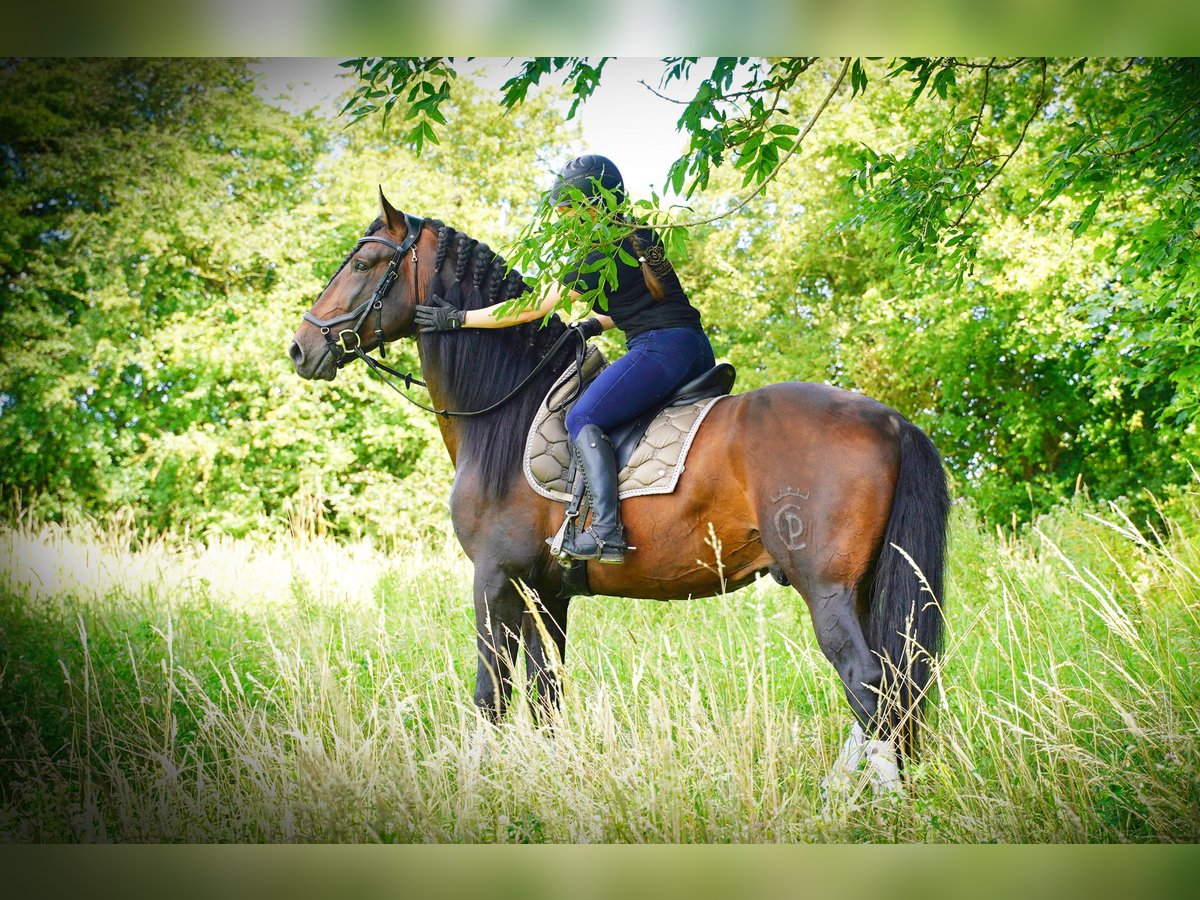 PRE Blandning Hingst 5 år 176 cm Mörkbrun in HEUVELLAND