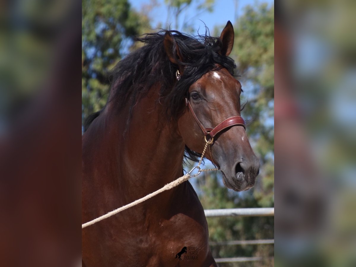 PRE Hingst 5 år 179 cm Mörkbrun in Mallorca