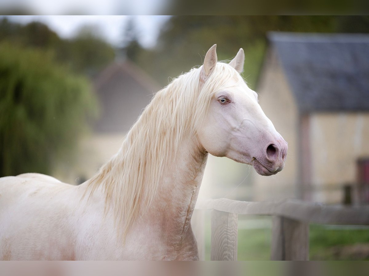 PRE Blandning Hingst 6 år 160 cm Cremello in Provins