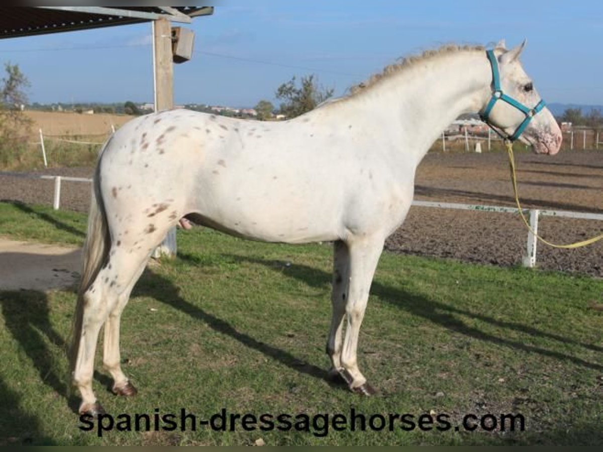 PRE Blandning Hingst 6 år 160 cm Vit in Barcelona