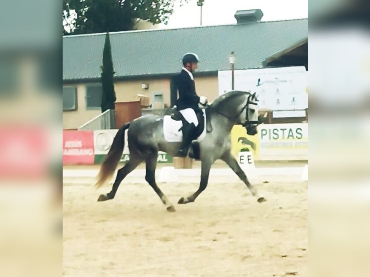 PRE Hingst 6 år 162 cm Grå in Marbella