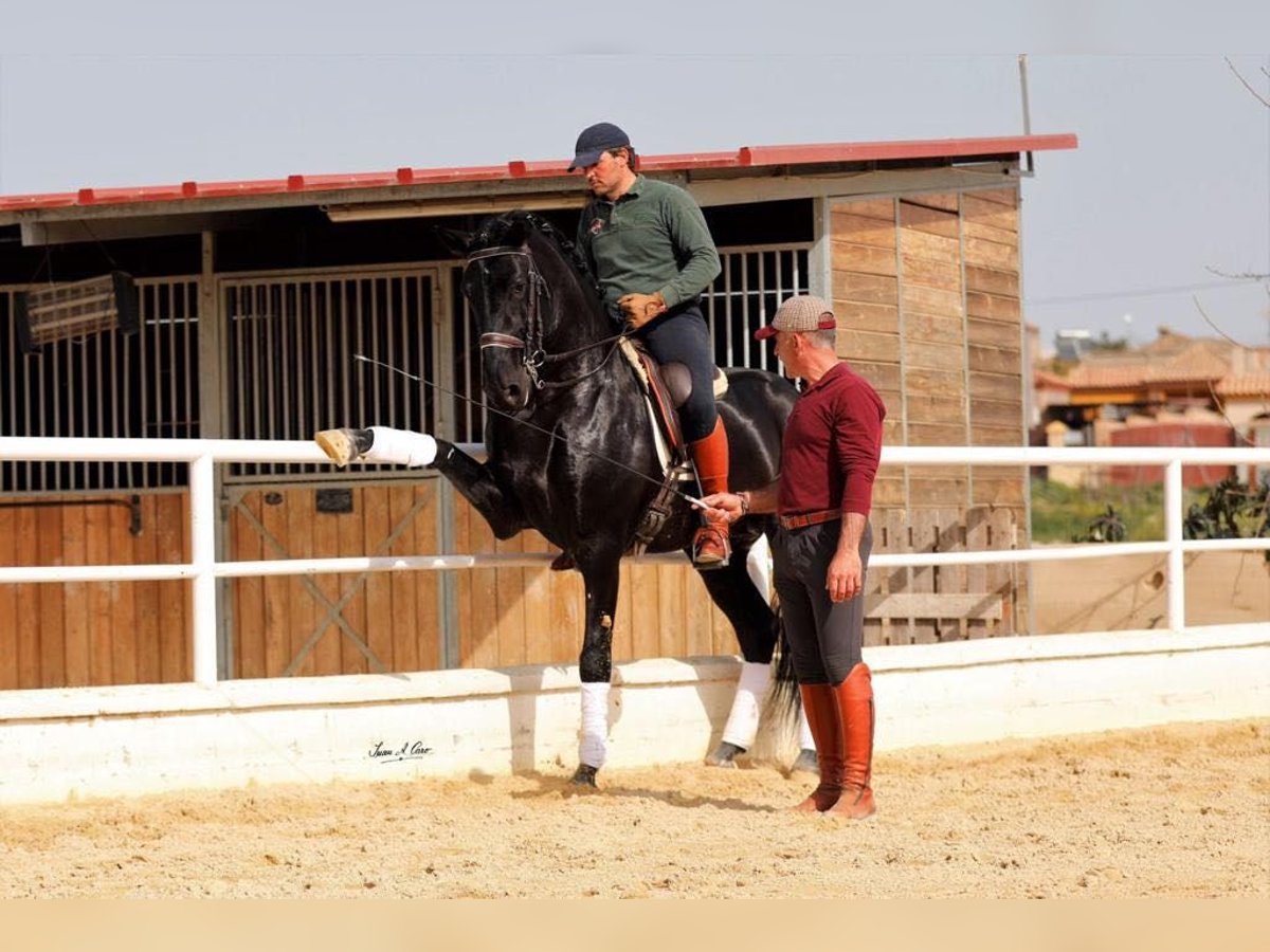 PRE Blandning Hingst 6 år 163 cm Svart in Galaroza (Huelva)