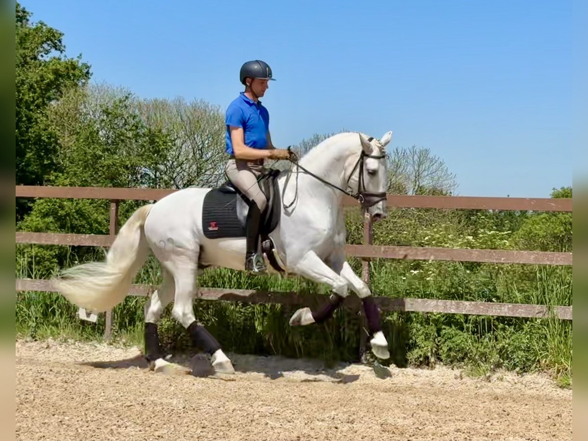 PRE Hingst 7 år 168 cm Grå in Silleda (Casco Urbano)