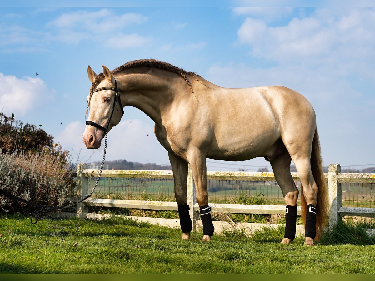 PRE Hingst 8 år 162 cm Perlino in LOKER