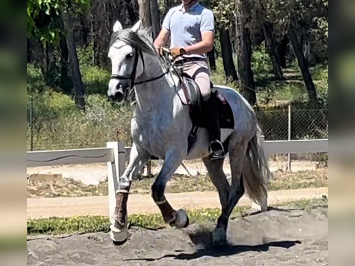 PRE Hingst 8 år 167 cm Grå in Barcelona