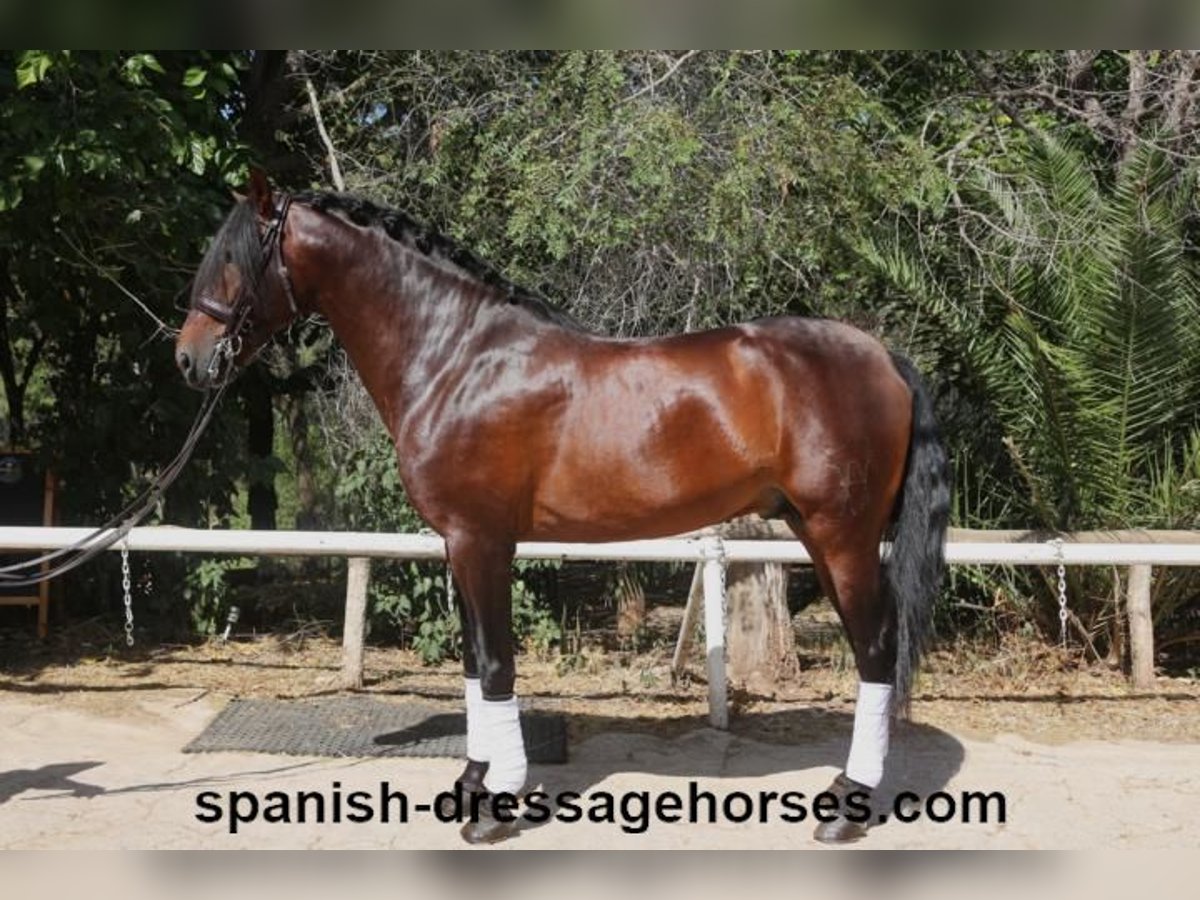 PRE Blandning Hingst 8 år 170 cm Brun in Barcelona