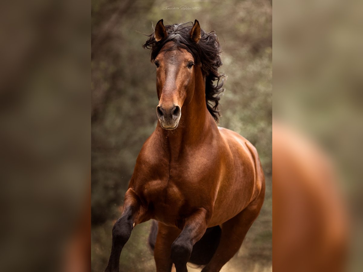 PRE Hingst 8 år 173 cm in El Catllar