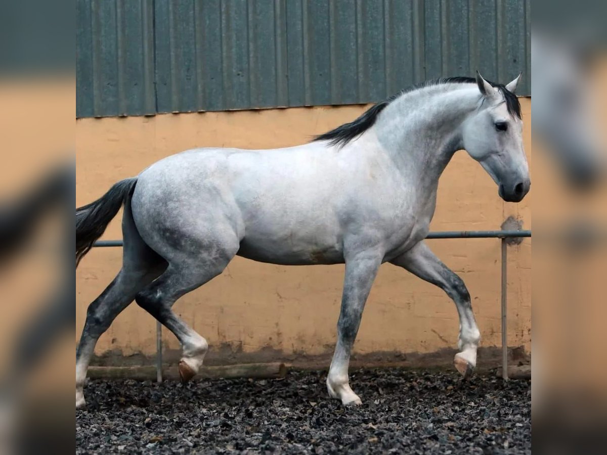 PRE Blandning Hingst 9 år 173 cm Grå in Pilas