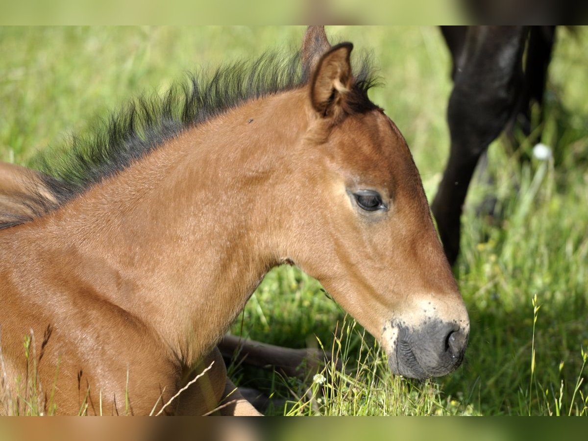 PRE Hingst Föl (05/2024) 160 cm Brun in Waldhölzbach