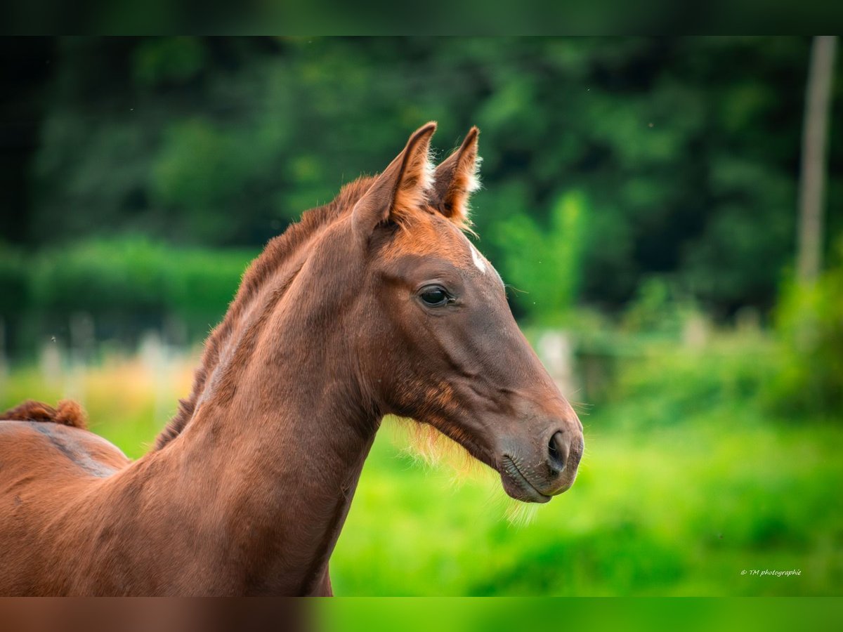 PRE Hingst Föl (04/2024) 160 cm Fux in Le coudray sur thelle