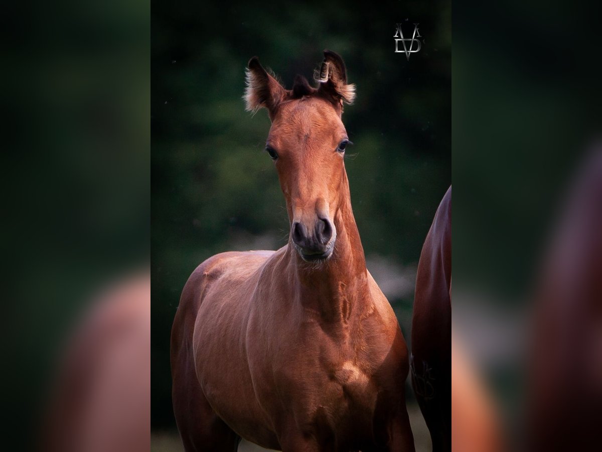 PRE Hingst Föl (05/2024) 164 cm Brun in La Vespière-Friardel