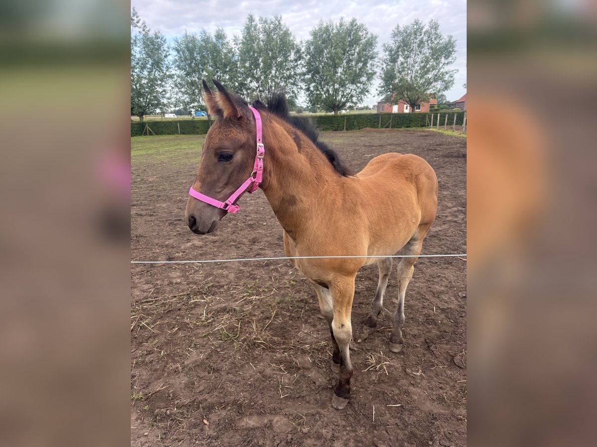 PRE Blandning Hingst Föl (04/2024) 165 cm in zwevezele