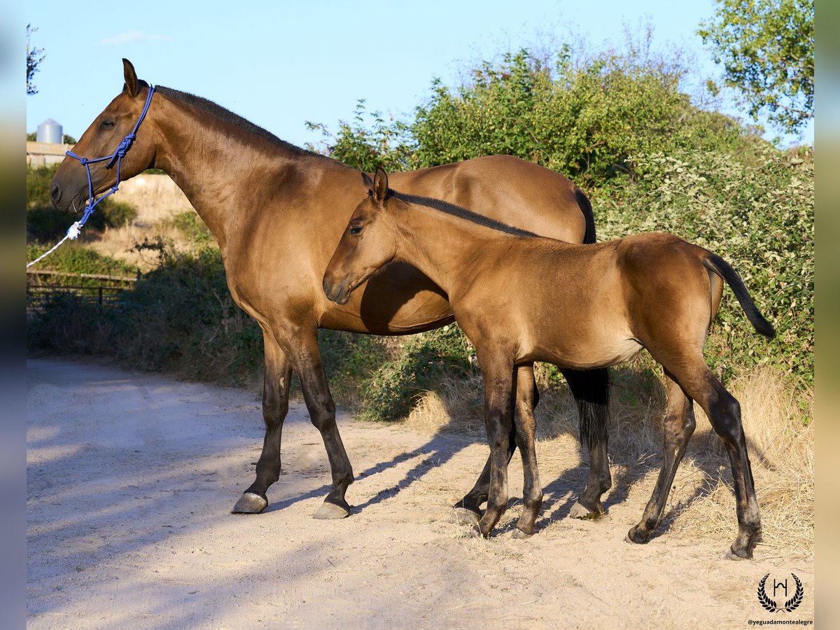 PRE Hingst Föl (05/2024) Fux med ål in Navalperal De Pinares