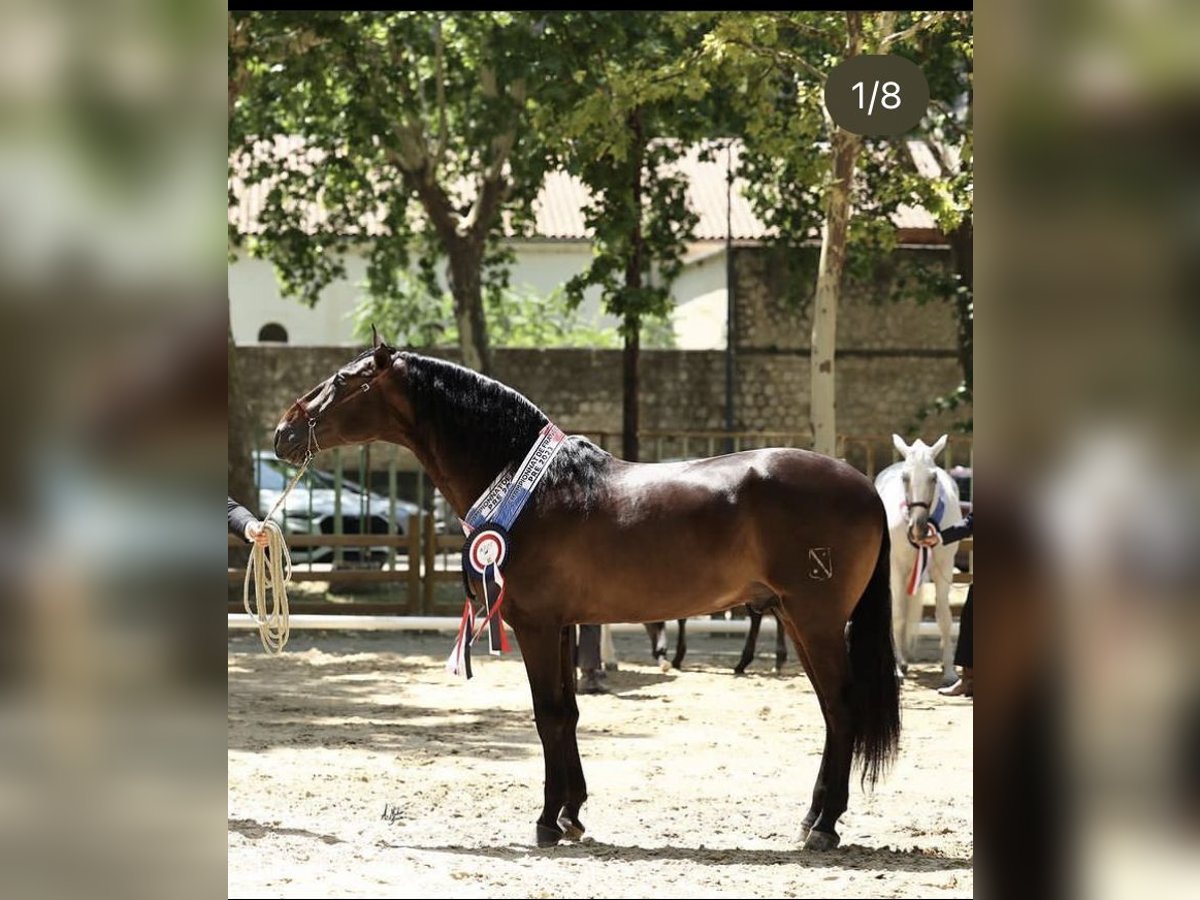 PRE Hingst Mörkbrun in Girona