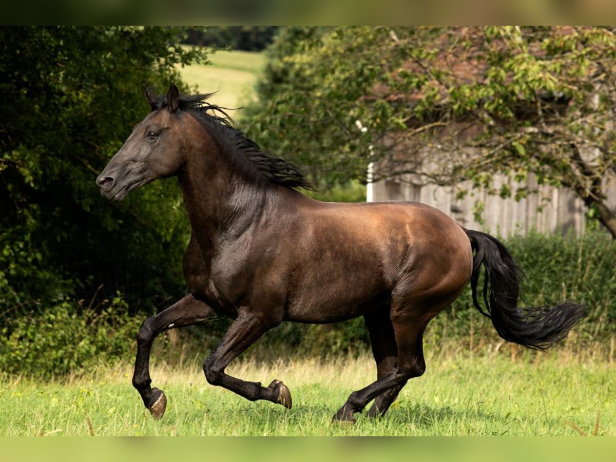 PRE Hingst Pärla in Feuchtwangen