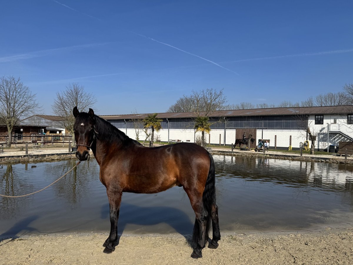 PRE Croisé Hongre 10 Ans 160 cm Bai brun in Elsdorf