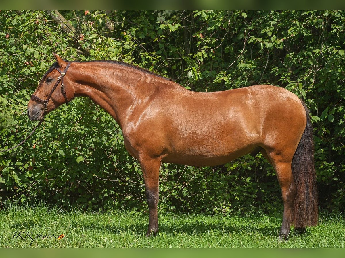 PRE Croisé Hongre 10 Ans 160 cm Bai in Egglham