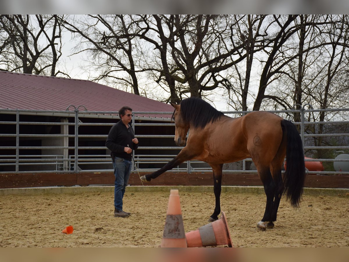PRE Hongre 10 Ans 160 cm Isabelle in Caumont