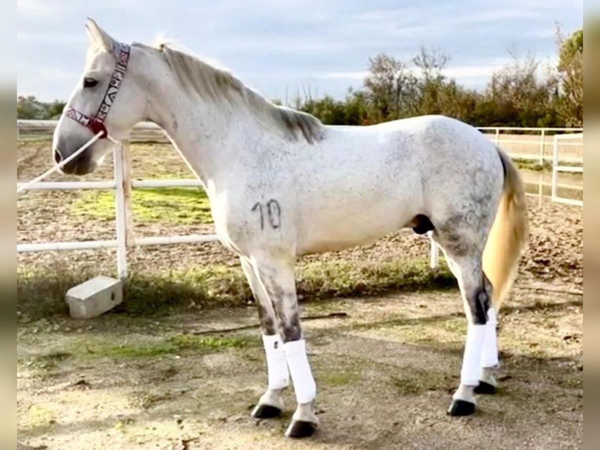 PRE Croisé Hongre 10 Ans 162 cm Gris pommelé in Martfeld